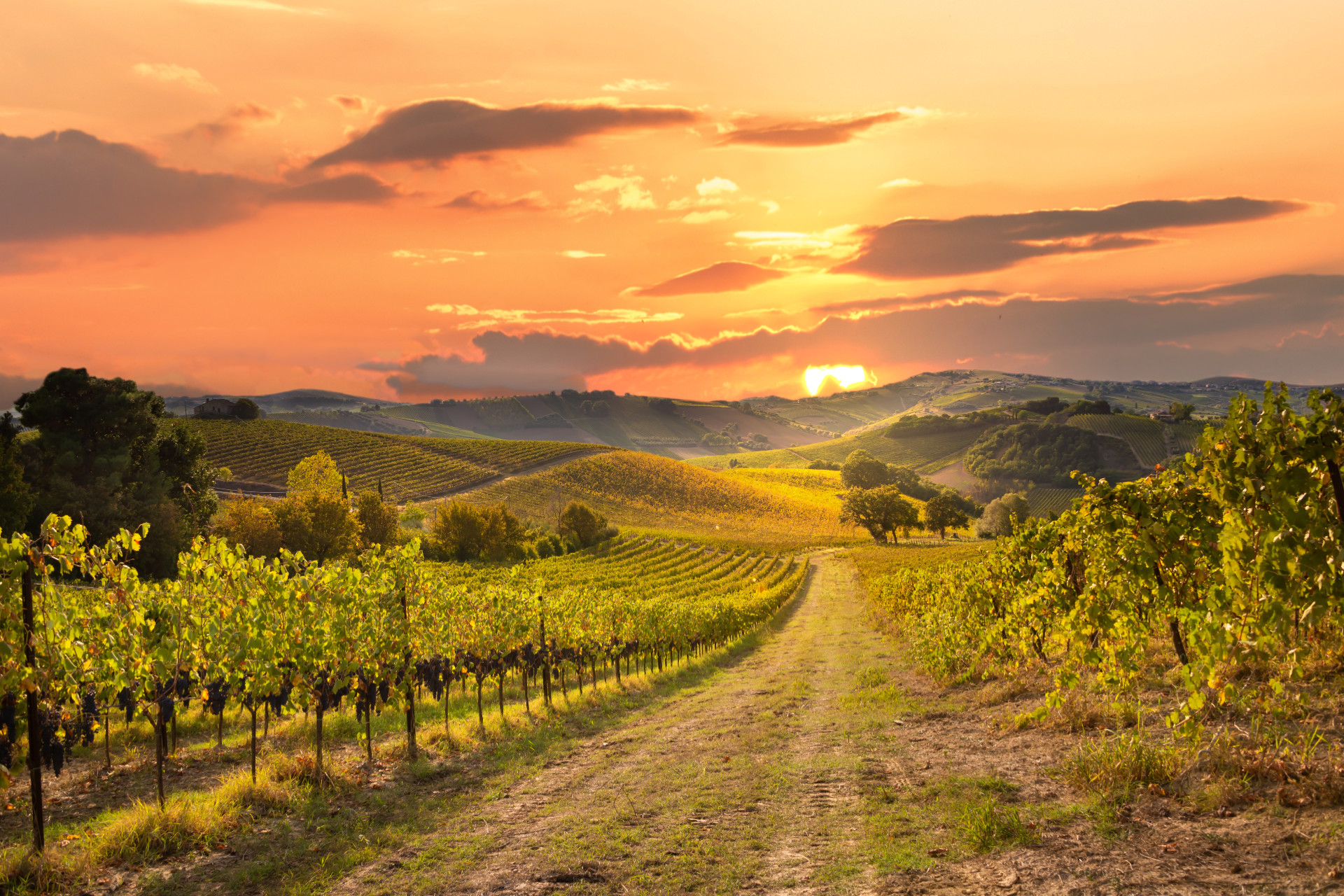 Wine Country Group - Vineyard at sunset